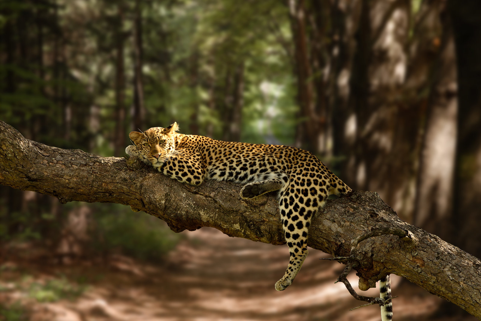 beautiful-shot-lazy-leopard-resting-tree-with-blurred-background_result.jpg
